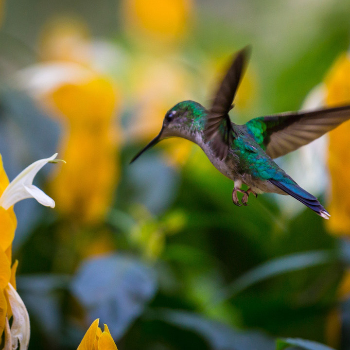 Ein Kolibri flügt vor einer Blüte.
